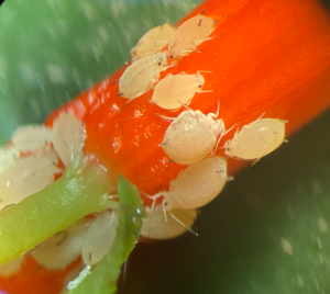 aphids on a flower