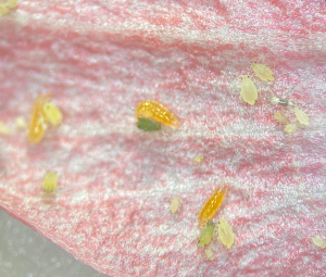 Aphidoletes aphid midges feeding