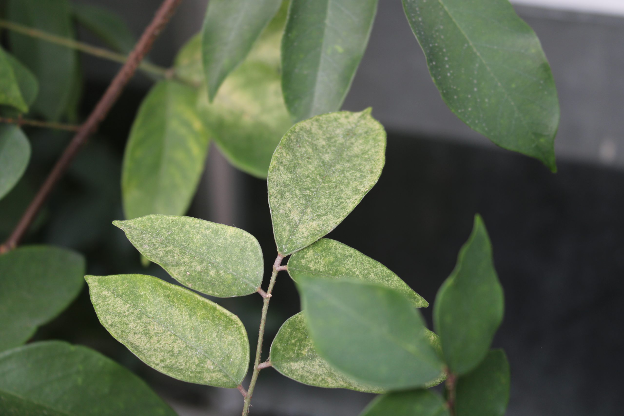 damaged plants leaves- spider mites
