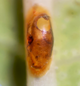 parasitized scale insect