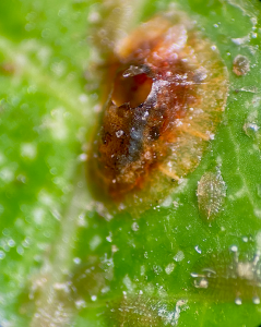 parasitized scale insect