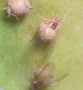 parasitized aphids