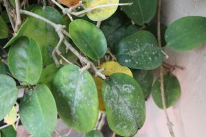 powdery mildew on Hoya leaves
