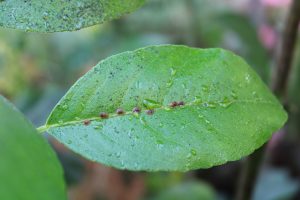 scale insects and honeydew