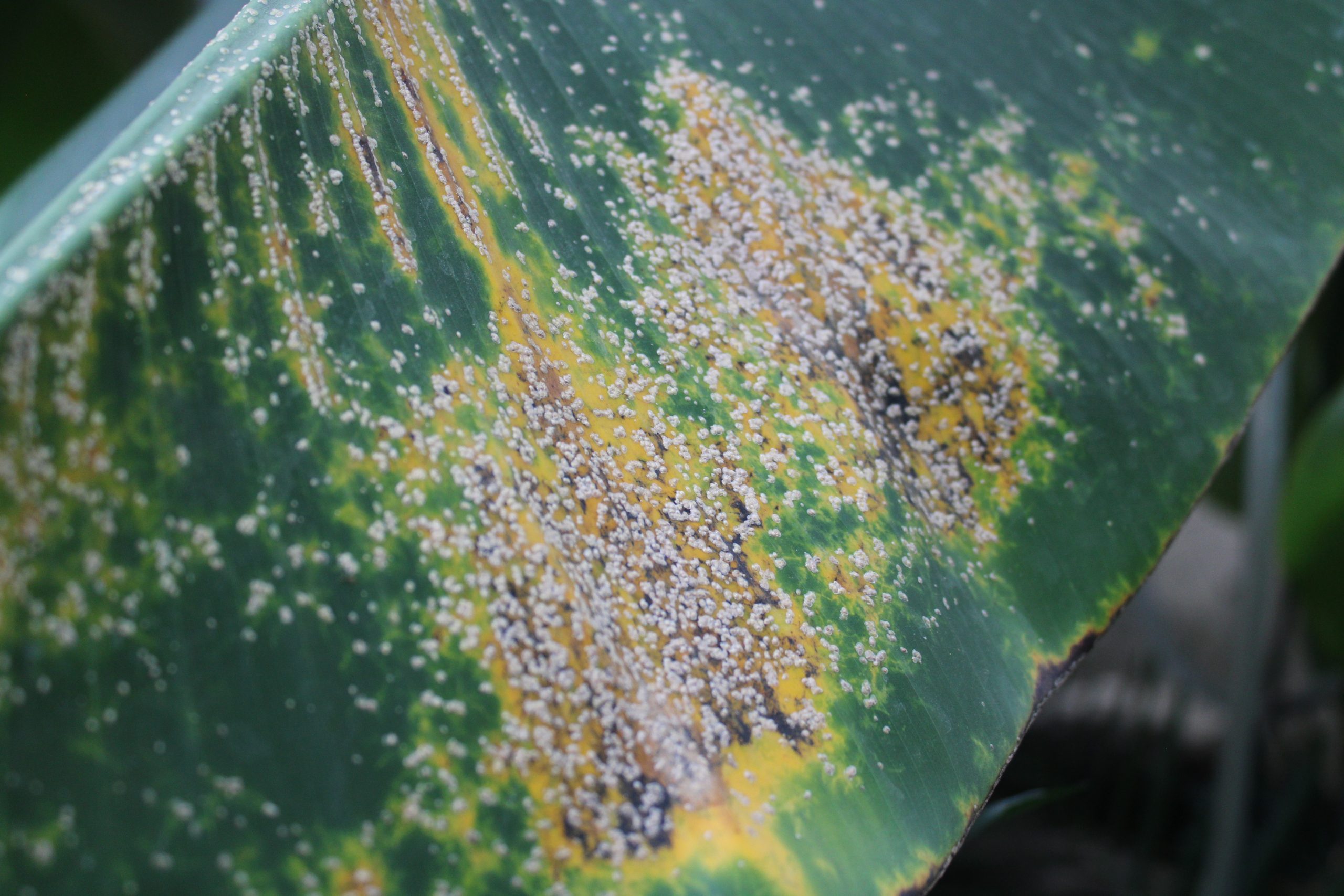 damaged plant leaves- scale