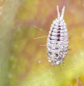 striped mealybug