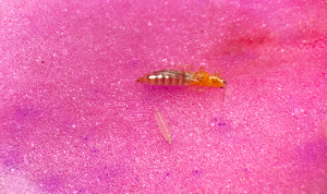 western flower thrips