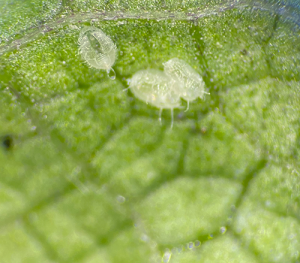 greenhouse whitefly