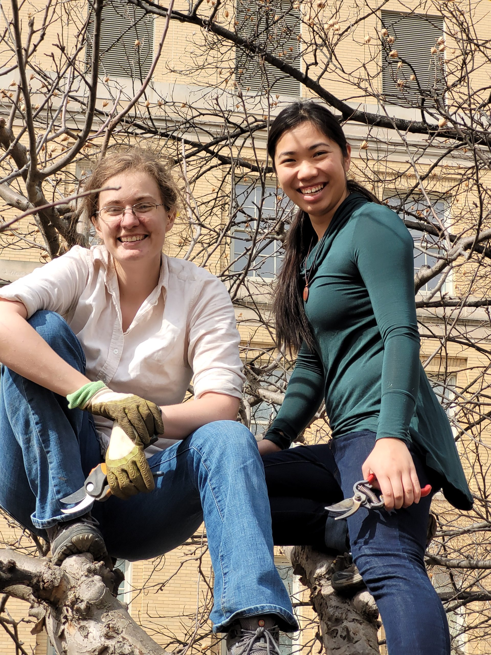 Students in a tree, pruning