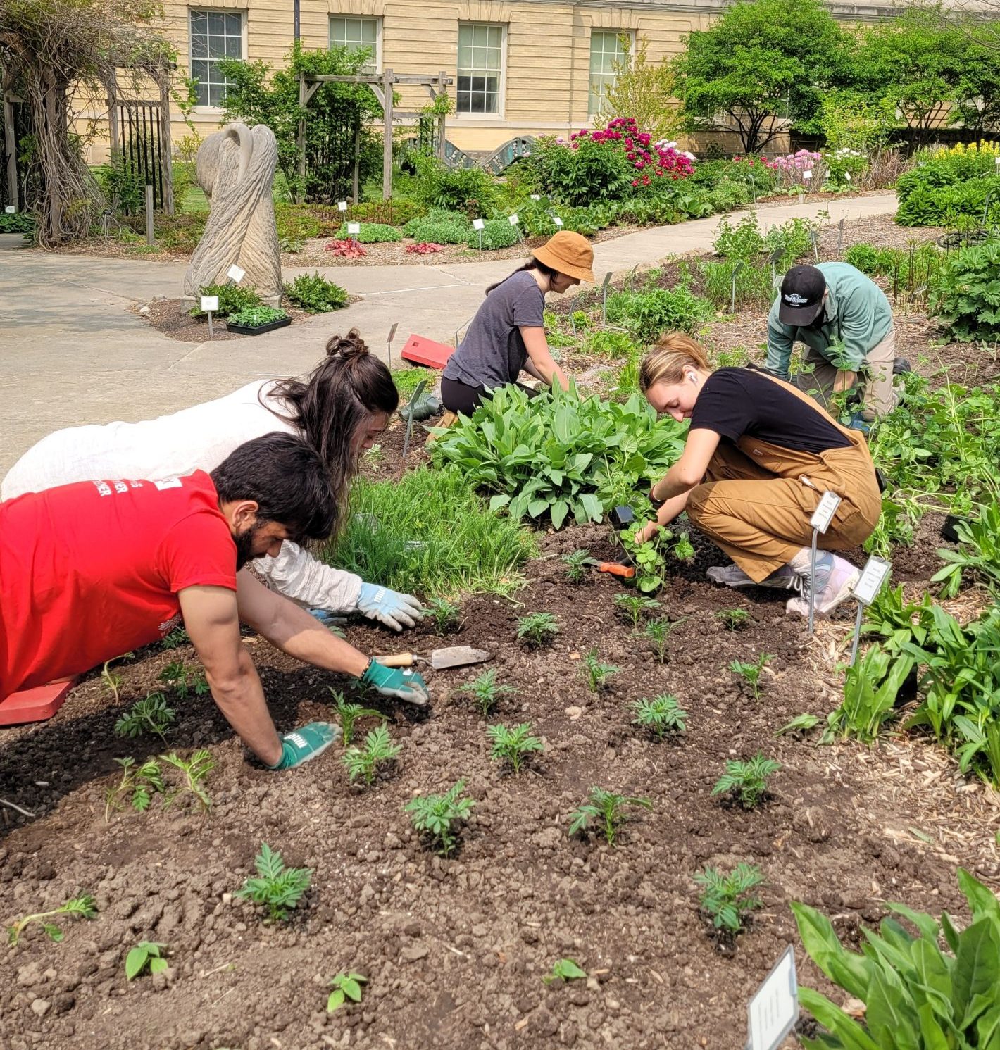 volunteers planting a garden