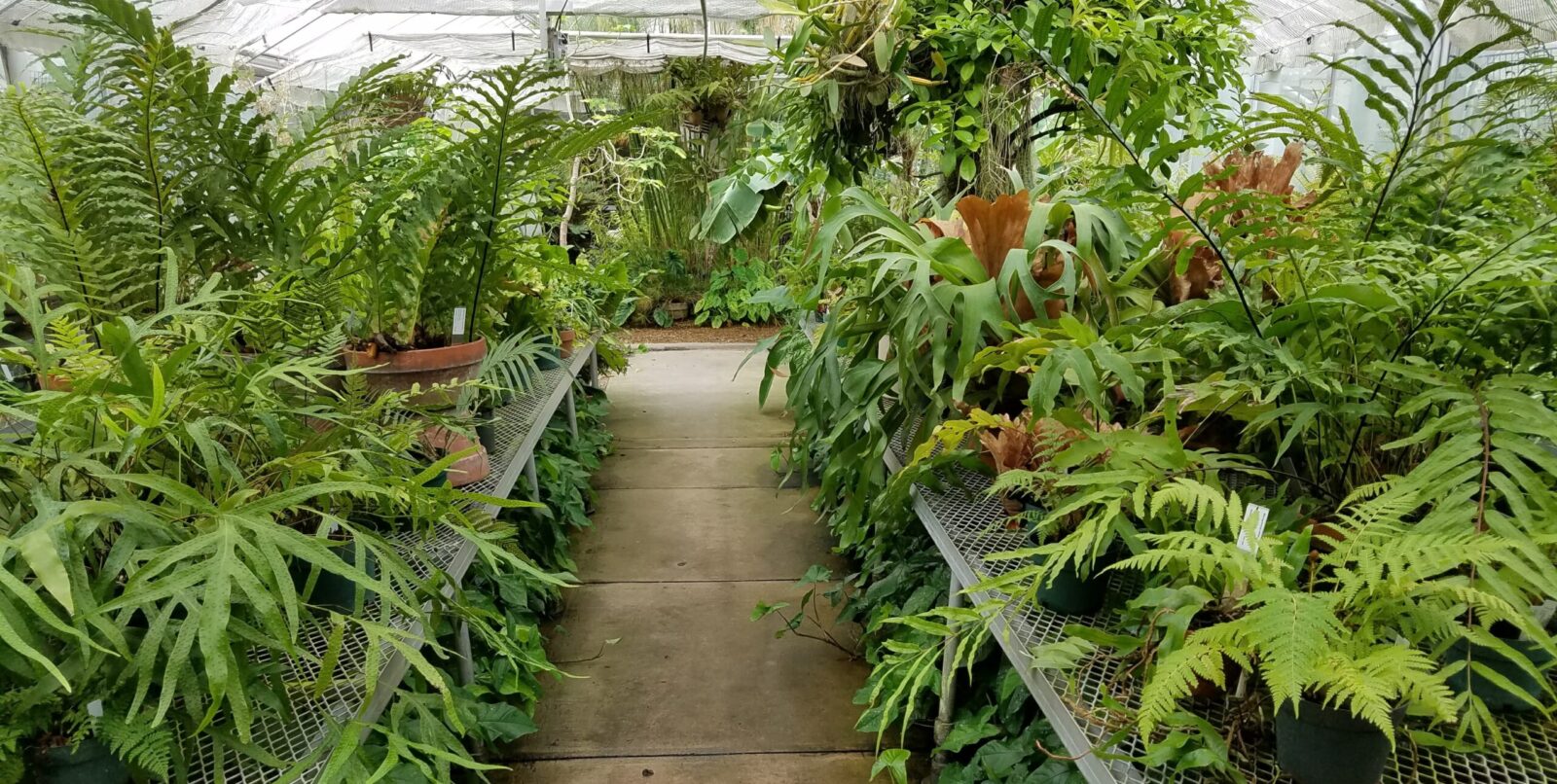 A greenhouse with ferns in foreground.