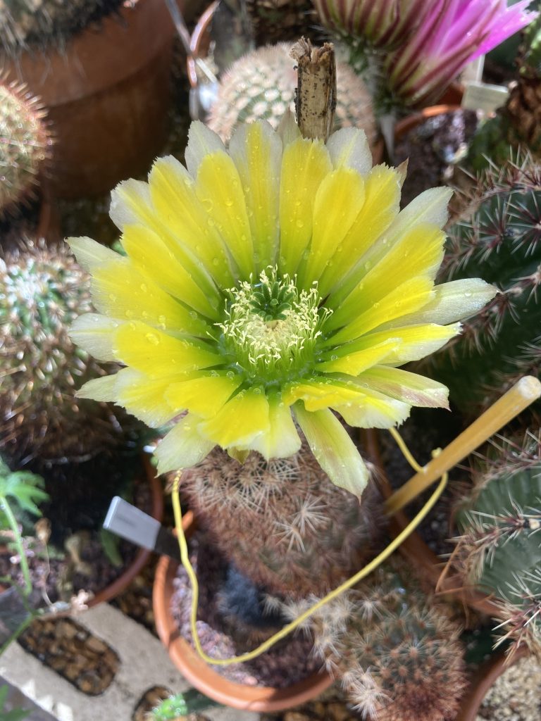 cactus flower