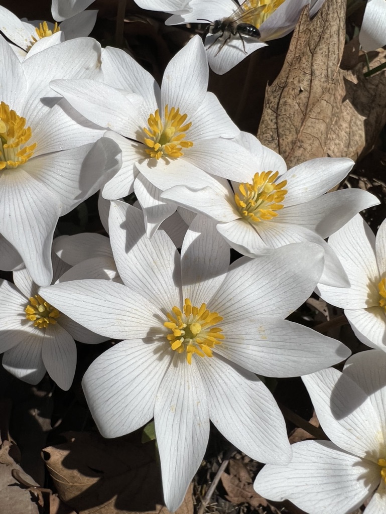 bloodroot flowers