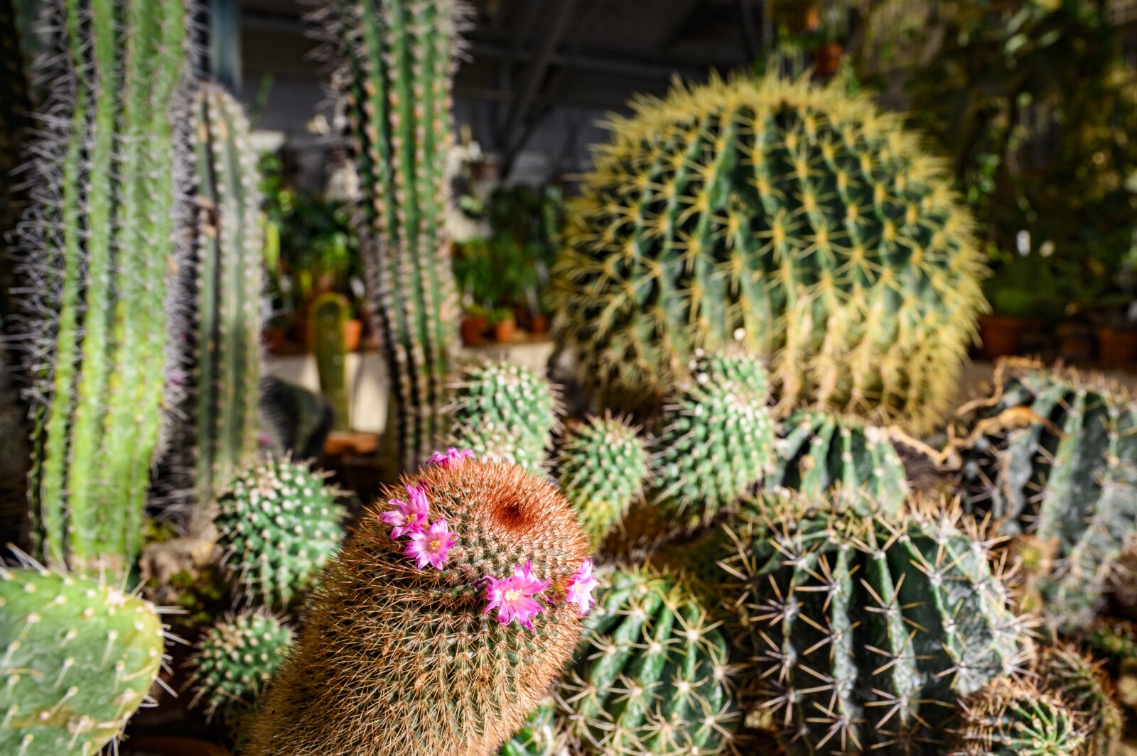 cacti