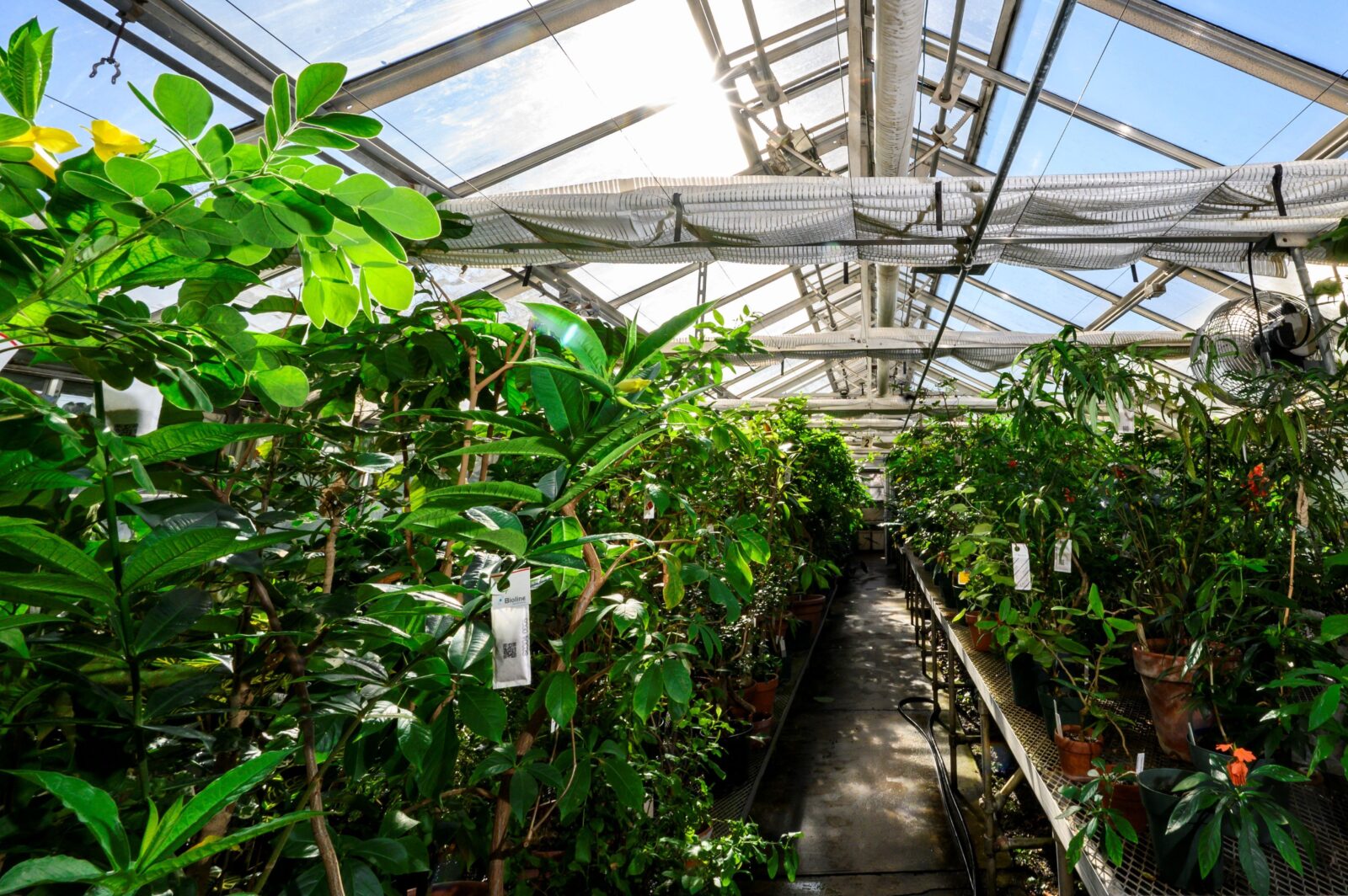 tropical greenhouse