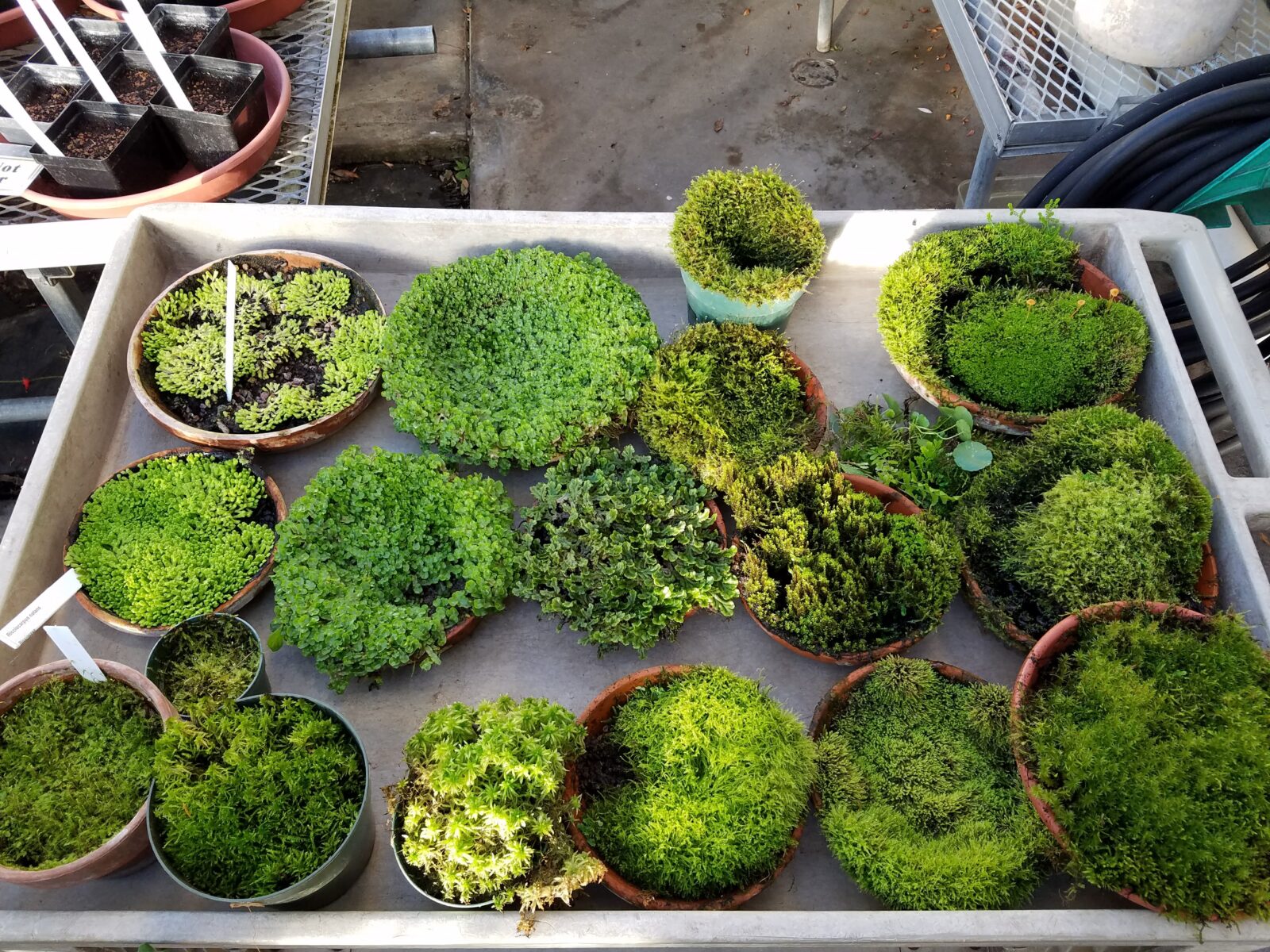 saucers growing bryophytes