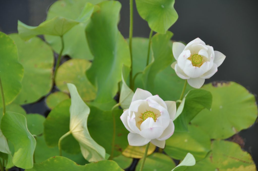 lotus flowers