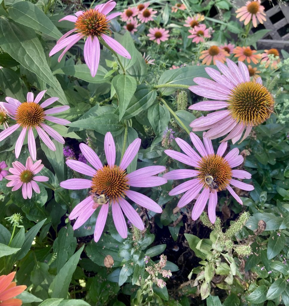echinacea flowers with bees