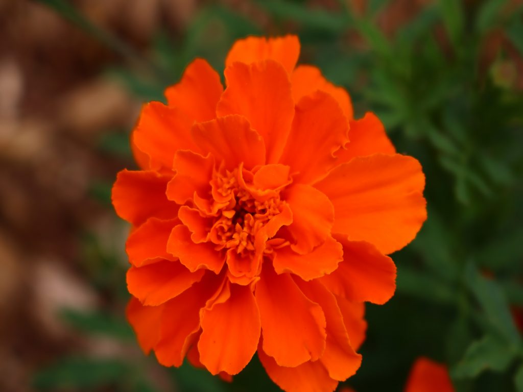 marigold flower