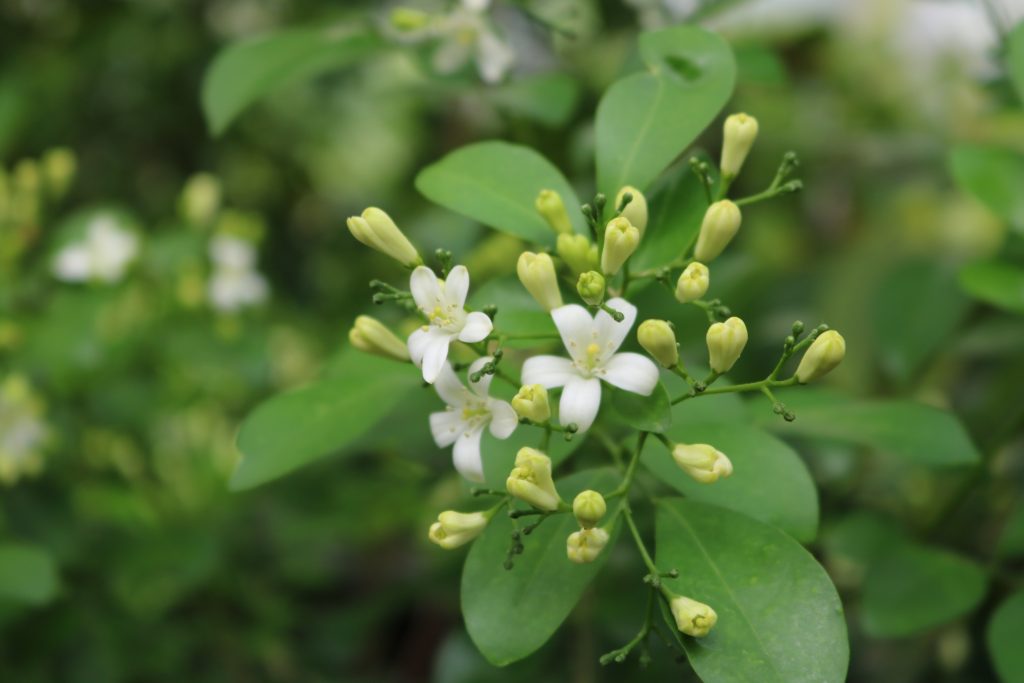 White Flower 2