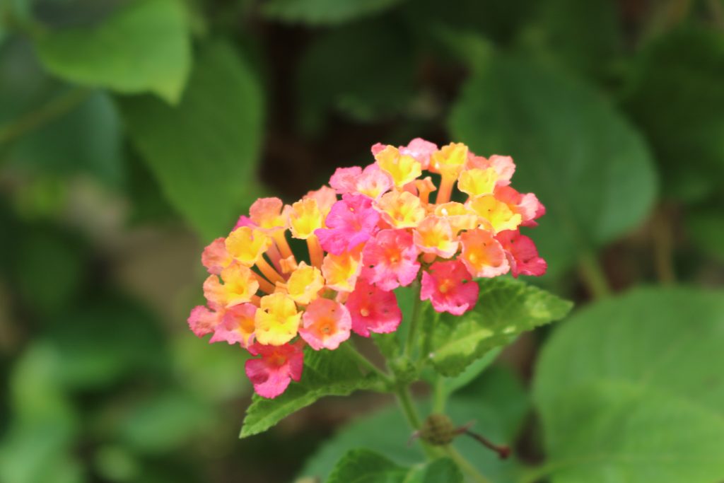 Lantana