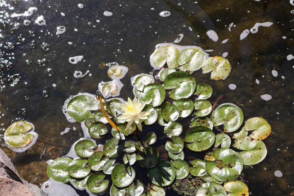 Water Lily