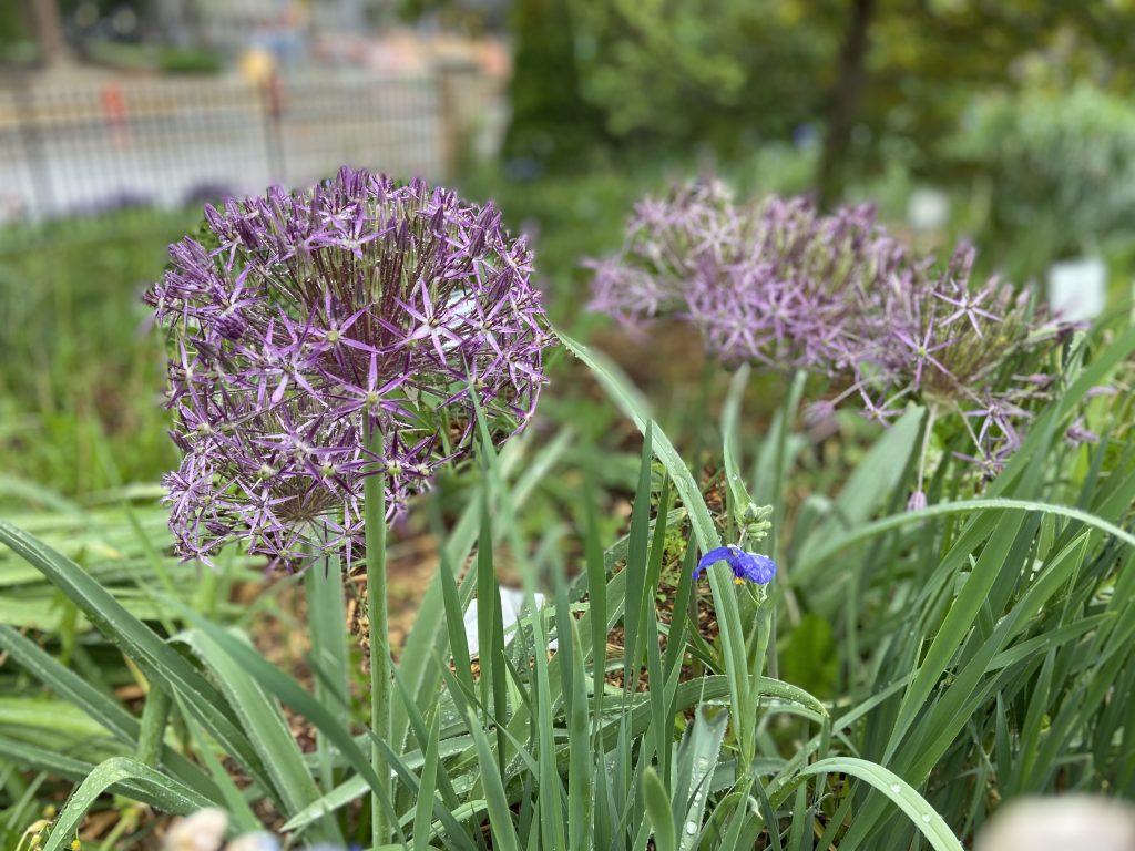 allium flowers