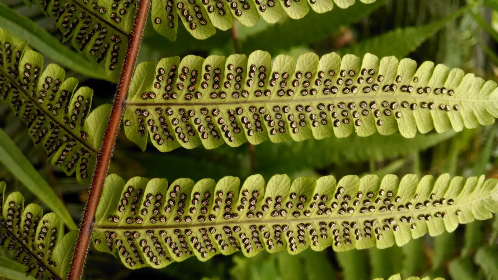 sori under fern leaf