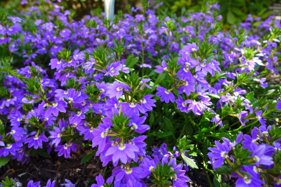 scaevola flowers